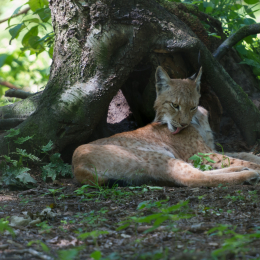 Fasanerie_Hanau_2012-07-24_21
