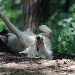 Fasanerie_Hanau_20120729-003