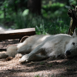Fasanerie_Hanau_20120729-002