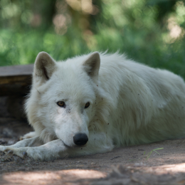 Fasanerie_Hanau_2012-07-24_14