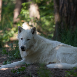 Fasanerie_Hanau_2012-07-24_12