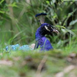 Fasanerie_Hanau_20120729-018