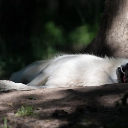 Fasanerie_Hanau_2012-07-24_15