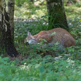 Fasanerie_Hanau_2012-07-24_28