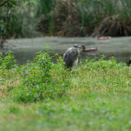 Fasanerie_Hanau_20120729-015