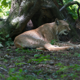 Fasanerie_Hanau_2012-07-24_24