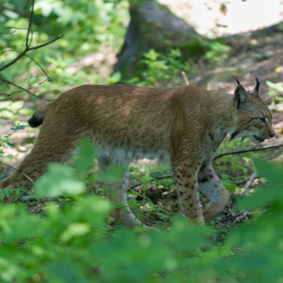 Fasanerie_Hanau_2012-07-24_37