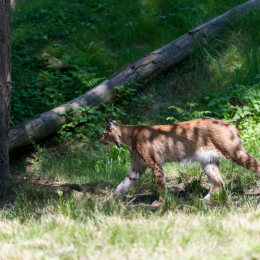 Fasanerie_Hanau_2012-07-24_40