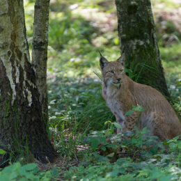 Fasanerie_Hanau_2012-07-24_27