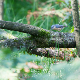Fasanerie_Hanau_2012-07-24_20