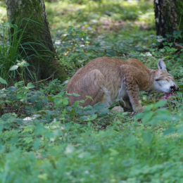 Fasanerie_Hanau_2012-07-24_30