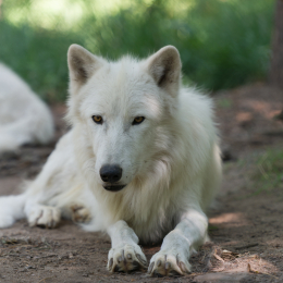 Fasanerie_Hanau_2012-07-24_17