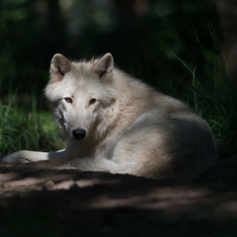Fasanerie_Hanau_2012-07-24_06
