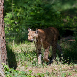 Fasanerie_Hanau_2012-07-24_41