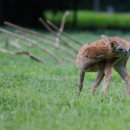 Fasanerie_Hanau_2011-06-11_06