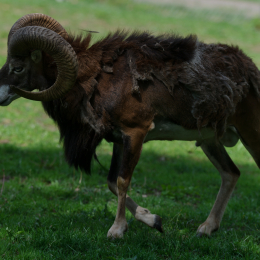 Fasanerie_Hanau_2011-06-11_09