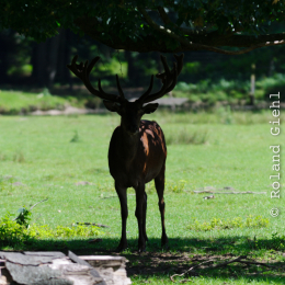 Fasanerie_Hanau_2011-06-11_03