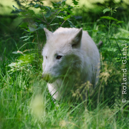 Fasanerie_Hanau_2011-06-11_13