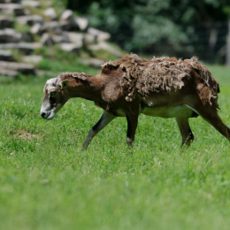 Fasanerie_Hanau_2011-06-11_07