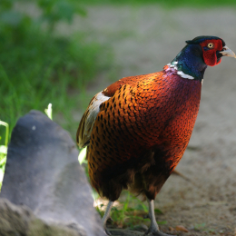 Fasanerie_Hanau_2011-06-11_01