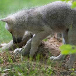 Fasanerie_Hanau_2011-06-11_19
