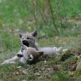 Fasanerie_Hanau_2011-06-11_15