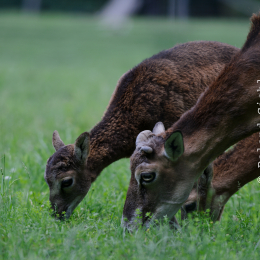 Fasanerie_Hanau_2011-06-11_05
