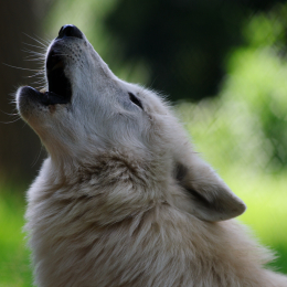 Fasanerie_Hanau_2011-06-11_14