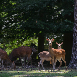 Fasanerie_Hanau_2011-06-11_02