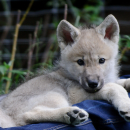 Fasanerie_Hanau_2011-06-11_17