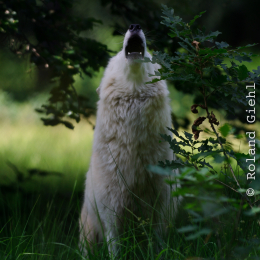 Fasanerie_Hanau_2011-06-11_11