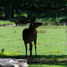 Fasanerie_Hanau_2011-06-11_04