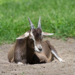 Fasanerie_Hanau-20130616-003