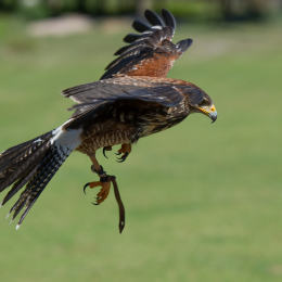 Fasanerie_Hanau-20130616-021