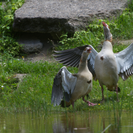 Fasanerie_Hanau-20130616-009
