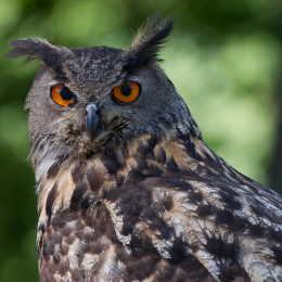 Fasanerie_Hanau-20130616-035