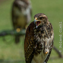 Fasanerie_Hanau-20130616-016