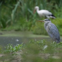 Fasanerie_Hanau-20130616-008