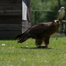 Fasanerie_Hanau-20130616-013