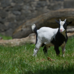 Fasanerie_Hanau-20130616-001