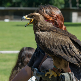 Fasanerie_Hanau-20130616-027