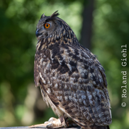 Fasanerie_Hanau-20130616-036