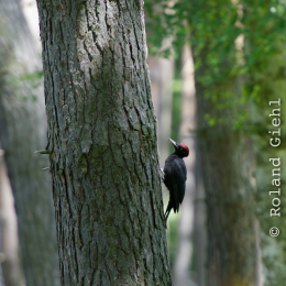 Fasanerie_Hanau-20130616-010