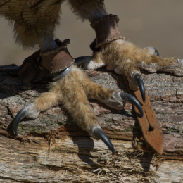 Fasanerie Hanau Juni 2013