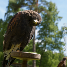 Fasanerie_Hanau-20130616-015