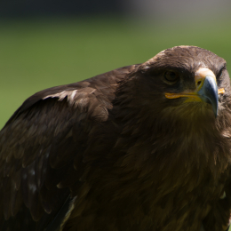 Fasanerie_Hanau-20130616-011