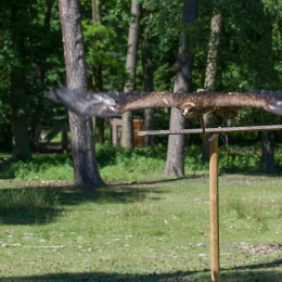 Fasanerie_Hanau-20130616-026