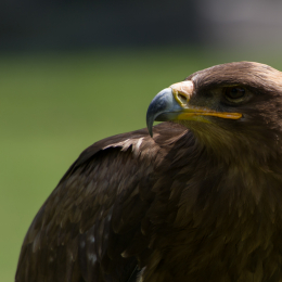 Fasanerie_Hanau-20130616-012