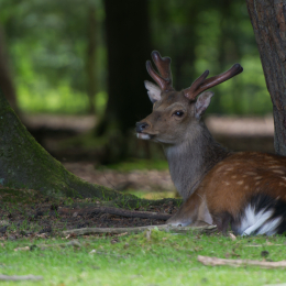 Fasanerie_Hanau-20130616-005