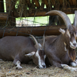 Fasanerie_Hanau-20130616-004